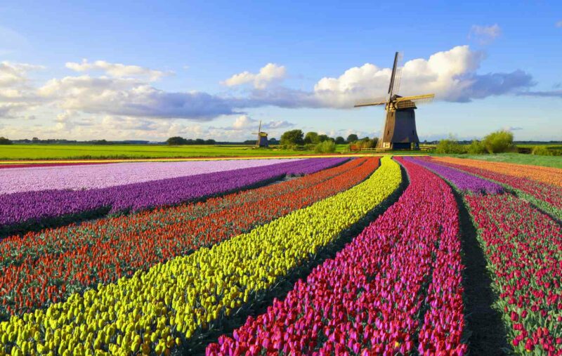 netherlands tax