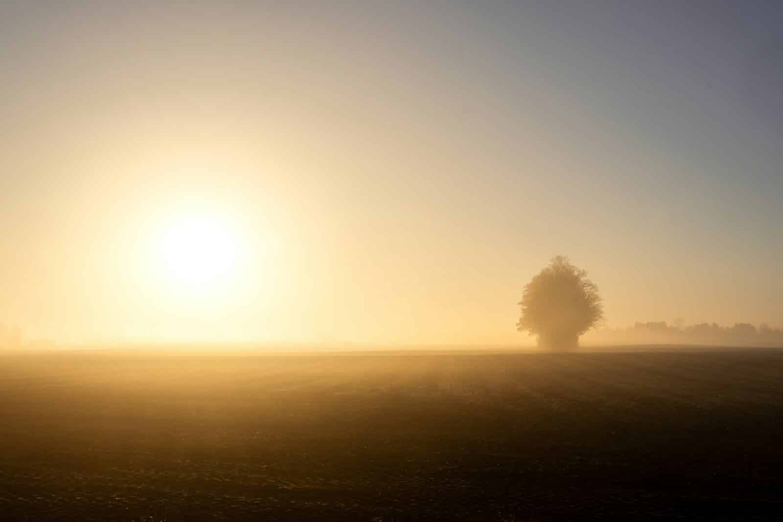 A lone tree in a foggy field at dawn