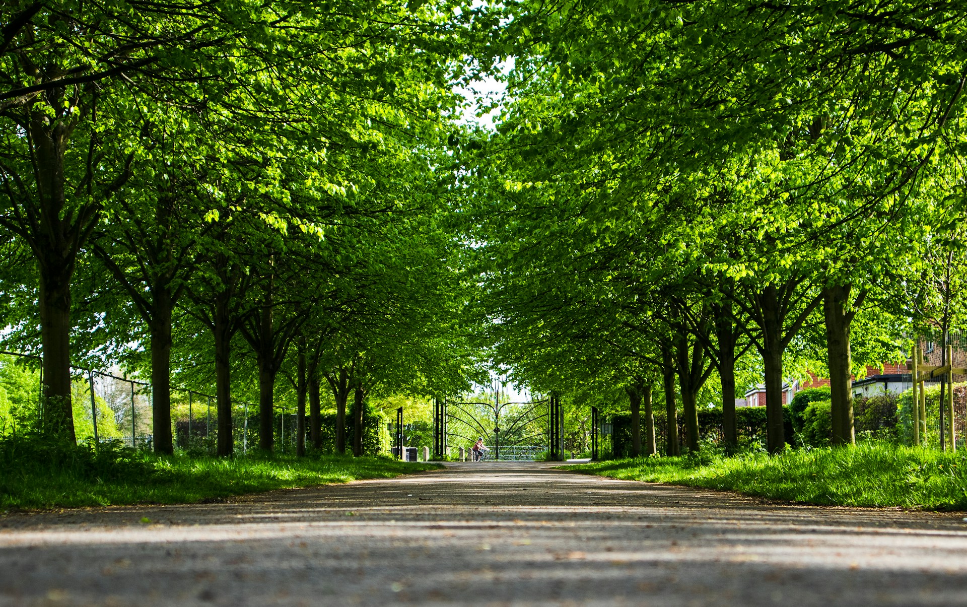 Empty leafy tree-lined avenue, quiet residential street