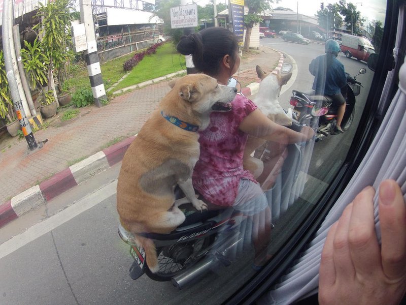 Dog riding pillion in Chiang Mai